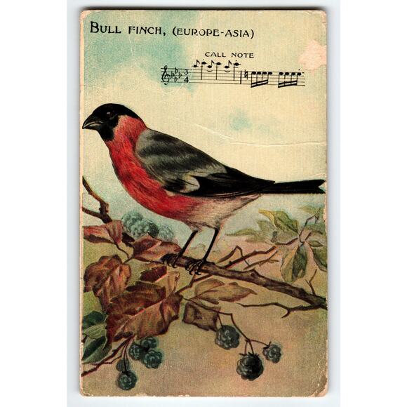 Vintage Bull Finch Bird Postcard Europe-Asia with Call Notes Lithograph - Picture 1 of 2